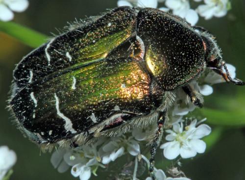 Réf. 322 980 : Cetonia aurata aurata